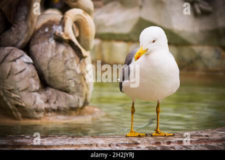 Möwe in Rom Stockfoto