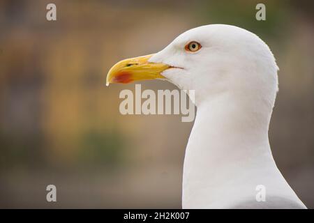 Möwe in Rom Stockfoto