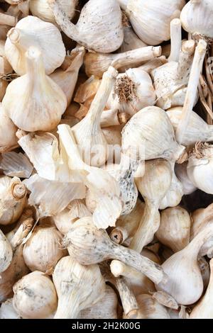 Knoblauch Stockfoto