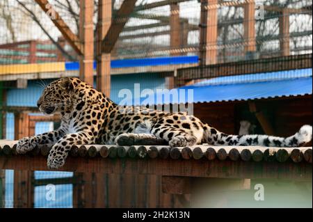 Fernöstlicher Leopard und sein Leben im Zoo, dem Zoo der Ukraine. Stockfoto