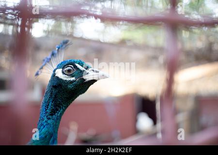 Der Vogelkopf des Pfaus-Zoos ragt mit neugierigen Augen und türkisfarbener Feder hervor Stockfoto