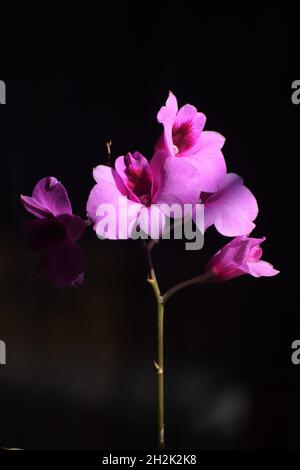 Dendrobium Orchidee Stockfoto