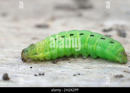 Nahaufnahme einer grünen Raupe der großen gelben Unterflügelmotte Noctua pronuba Stockfoto