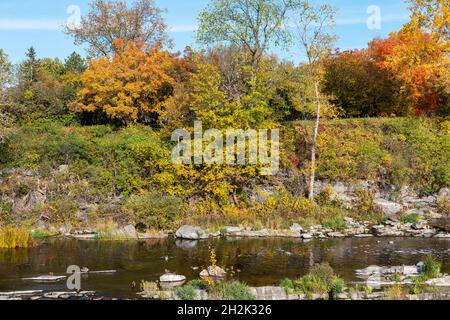 The Hog's Back Park und fällt im Herbst auf den Rideau River in Ottawa, der kanadischen Stadt. Bunte Natur im Park mit Fluss Stockfoto