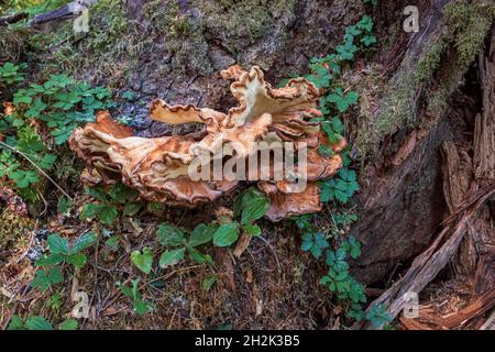 Waldpilze bilden ein wunderschönes Strukturmuster auf einem gefallenen Baumstamm im Olympic National Park Stockfoto