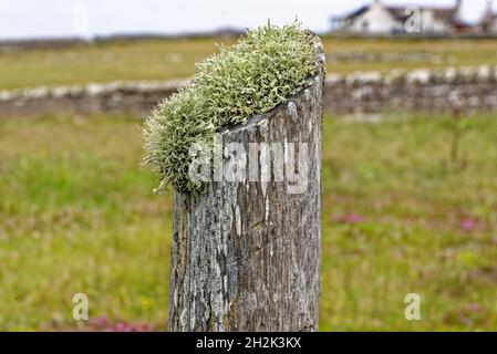 Flechten-Kolonien, die in Schottland auf Holz wachsen Stockfoto