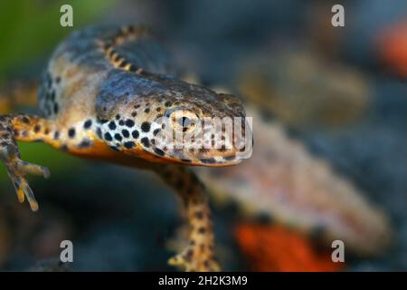 Nahaufnahme eines farbenprächtigen blauen männlichen Alpenmolchens, Ichthyosaura alpestris Stockfoto