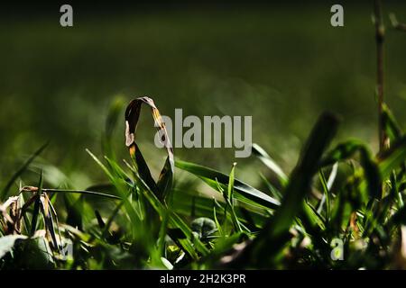 Niedrige Ansicht der Nahaufnahme der umgeklappten Grashalme Stockfoto
