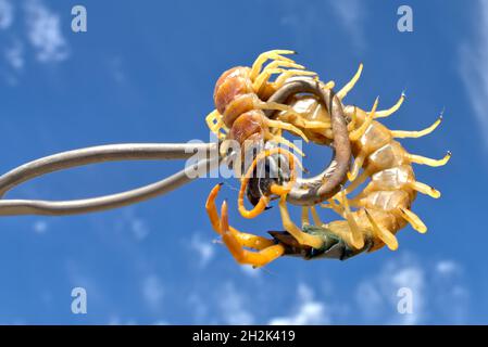 Ein Arizona Giant Centipede, der mit einem Paar Metallzangen in der Luft gehalten wird. Als Hintergrund wird der natürliche blaue Himmel verwendet. Stockfoto