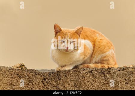 Streunende Katze, die auf einer Wand ruht. Stockfoto