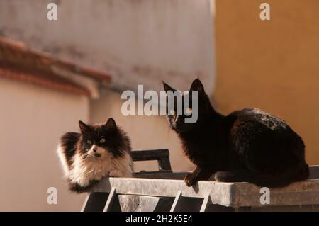 Streunende Katzen, die auf dem Deckel einer Mülltonne ruhen. Stockfoto