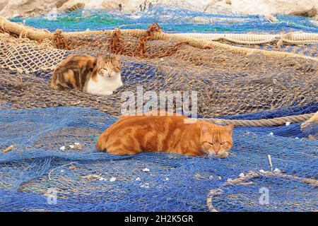 Streunende Katzen, die auf einigen Fischernetzen ruhen. Stockfoto