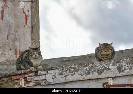 Streunende Katzen, die auf einer Wand ruhen. Stockfoto