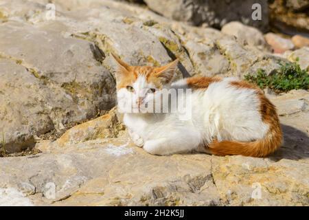 Streunende Katzen, die auf einem Felsen ruhen. Stockfoto