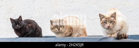Streunende Katzen, die auf dem Deckel einer Mülltonne ruhen. Stockfoto