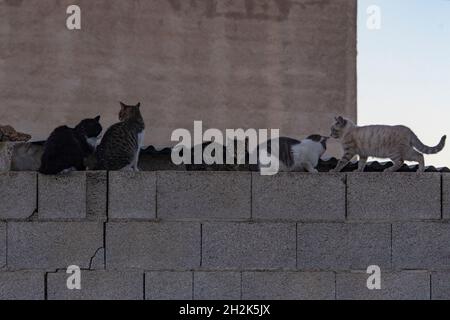 Streunende Katzen, die hoch an einer Wand ruhen. Stockfoto