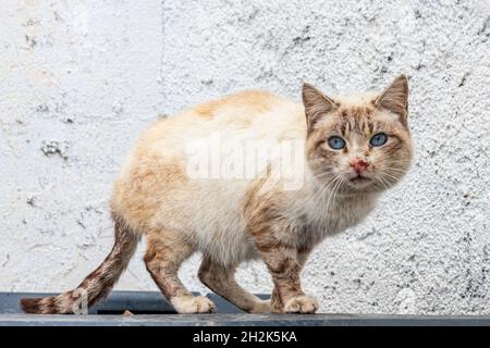 Streunende Katze, die auf einer Wand ruht. Stockfoto