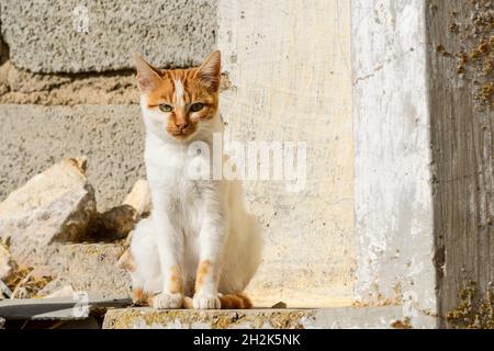 Streunende Katze, die auf einer Wand ruht. Stockfoto