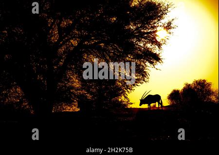 Gemsbok bei Sonnenuntergang auf einer Düne, Kgalagadi Transfontier Park, Südafrika Stockfoto