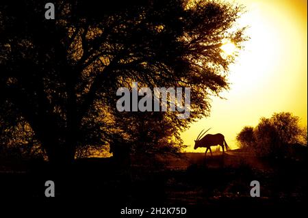 Gemsbok bei Sonnenuntergang auf einer Düne, Kgalagadi Transfontier Park, Südafrika Stockfoto