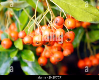 Büscheln von Firethorn-Pyracanthus-Beeren in Herbstsonne Stockfoto