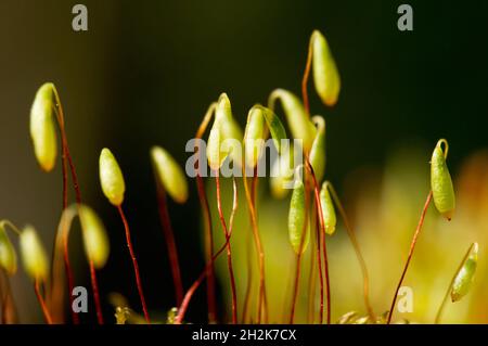 Extreme Nahaufnahme von winzigen neuen Moossporen, die im Frühjahr an einem hellen Tag aufschießen, aufgenommen in Ardgay, Schottland, Großbritannien Stockfoto
