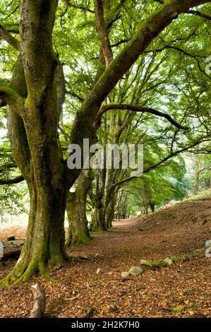 Moosbedeckte Buchen auf dem Fußweg in Glen Lyon, Perthshire, Schottland, Großbritannien Stockfoto