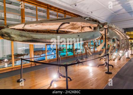 COIMBRA, PORTUGAL - 13. OKTOBER 2017: Walskelett im Wissenschaftsmuseum der Universität Coimbra Museu da Ciencia da Universidade de Coimbra , Stockfoto