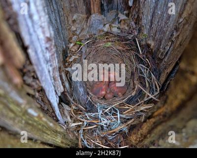 Nest der Amsel (Turdus merula) mit Nestlingen im Alter von mehreren Tagen in einer Baumhohle. Mischwälder Nordeuropas Stockfoto