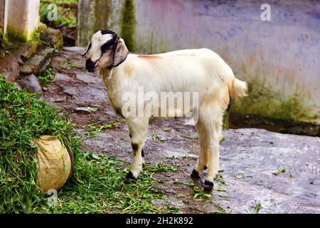Eine kleine Provinzstadt, in der Rinder direkt auf den Straßen gehalten werden. Eine junge Ziege frisst Gras aus einem Beutel auf einer schmalen Straße Stockfoto