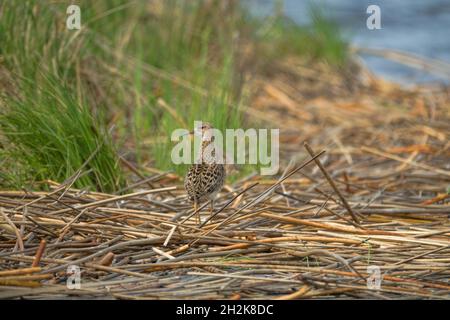 Ruff (Philomachus pugnax, weiblich) am Rande des Mordes. Frühjahrswanderungszeit, wenn Weibchen getrennt von Männchen fliegen Stockfoto