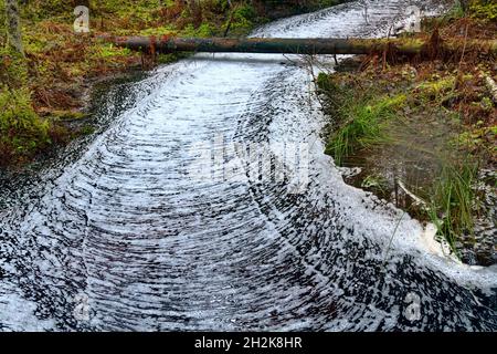 Waldwunder. Der ruhige Waldbach ist mit einem gerippten Kreuzmuster aus Schaum bedeckt, Wasserstraße wie eine weiße Straße. Northland Urwald, Bosom Stockfoto
