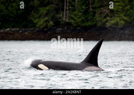 Nahaufnahme eines Transienten-Orca-Wals, der in der Johnstone Strait, Vancouver Island, Kanada, schwimmt Stockfoto