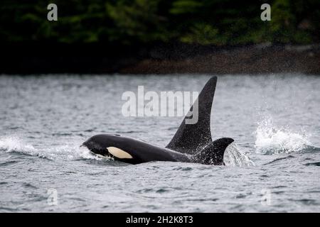 Mutter und Kalb Transient Orca Wale schwimmen in der Johnstone Strait, Vancouver Island, Kanada Stockfoto