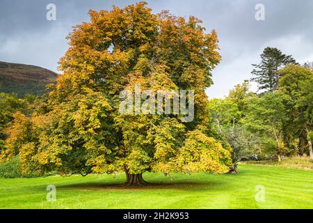 Ein helles herbstliches 3-Schuss-HDR-Bild eines Common Horse Chestnut Tree, Aesculus hippocastanum, in Lochaber, Schottland. 10. Oktober 2021 Stockfoto