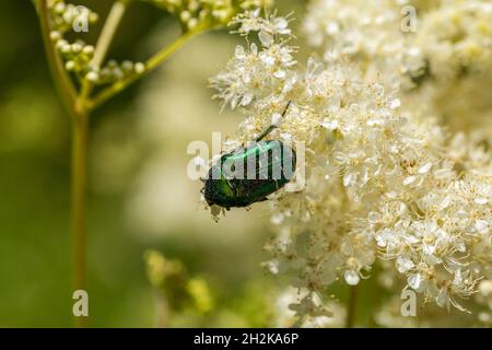 Cetonia aurata auf dem Boden Holunder. Stockfoto