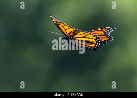 Monarch Schmetterling Flug während Oktober Herbst Migration Stockfoto