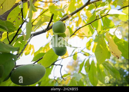 Blick von unten auf eine heranreifende Pfotenpfote, die auf einem Baum wächst. Stockfoto