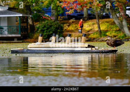 Eine amerikanische Schwarze Ente genießt das milde Wetter auf einer Nachbildung der Titanic inmitten der Halifax Public Gardens. Die titanic-Modellnachbildung wird im Teich als Gedenkstätte für die Opfer der titanic ausgestellt Stockfoto