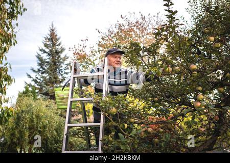 Glücklicher Seniorbauer, der Apfelfrüchte von der Leiter im Garten pflückt. Ernte von Bio-Äpfeln im Herbst. Landwirtschaftliche Tätigkeit und Eigenproduktion Stockfoto
