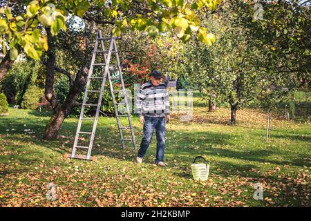 Der ältere Mann ist bereit, Apfelfrüchte von der Leiter im Bio-Garten zu pflücken. Ernte und Gartenarbeit im Herbst. Eigenproduktion Stockfoto