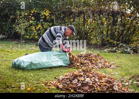 Älterer Mann, der den Garten von heruntergefallenen Blättern säubert. Raken und Gartenarbeit in der Herbstsaison. Herbstblatt zum Kompostieren in Plastiktüte geben Stockfoto