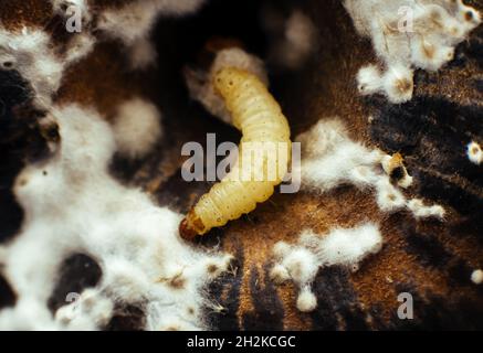 Ein Wurm, ein Insekt auf der Oberfläche eines schimmeligen Apfels. Die schimmeligen Früchte, die der Wurm isst Stockfoto