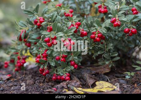 Nahaufnahme vaccinium vitis idaea Koralle im Garten Stockfoto