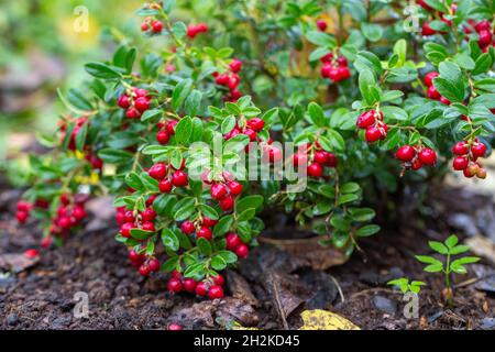 Nahaufnahme vaccinium vitis idaea Koralle im Garten Stockfoto