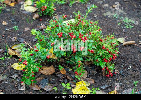 Nahaufnahme vaccinium vitis idaea Koralle im Garten Stockfoto