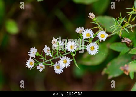 Frost-Aster im Herbst in Nord-Ohio Stockfoto