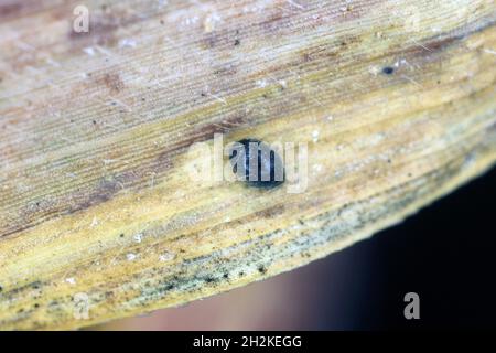 Stethorus pusillus dieser sehr effiziente Räuber von Spinnmilben ist unter verschiedenen gebräuchlichen Namen wie dem „Spider Mile Destroyer“ bekannt Stockfoto