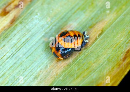 Die Puppe von Harmonia axyridis, am häufigsten als Harlekin, mehrfarbiger asiatischer oder asiatischer Marienkäfer bekannt, ist ein großer Coccinellid-Käfer. Stockfoto