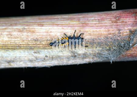 Die Larve von Harmonia axyridis, am häufigsten als Harlekin, mehrfarbiger asiatischer oder asiatischer Marienkäfer bekannt, ist ein großer Coccinellid-Käfer Stockfoto